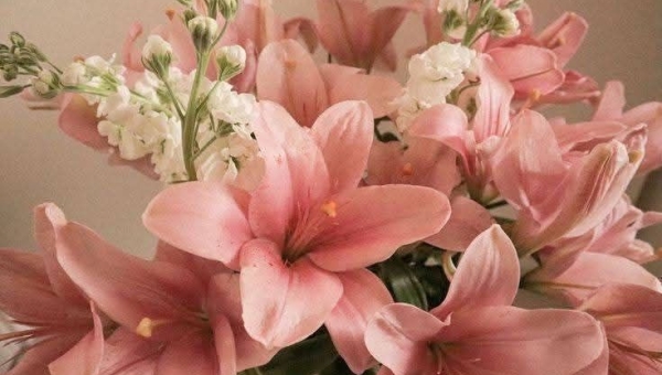 Pengertian dan Kata-Kata Filosofis tentang Bunga yang Penuh Inspirasi